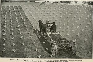 A farmer in a green crop field